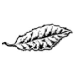 Logo Spring Creek Ranch