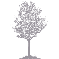Logo Pear Tree Quality Fund