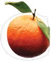 Logo Citrus Health Network, Inc.