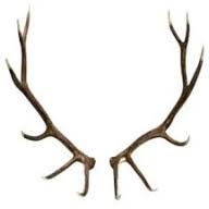 Logo Alameda Elks Lodge #1015