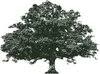 Logo Live Oak Merchant Partners LLC