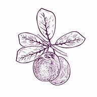 Logo Cocoplum Nature School